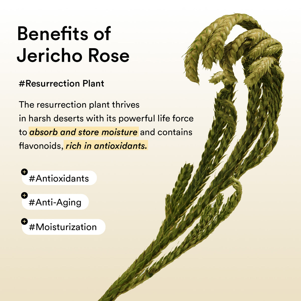 Abib Collagen Eye Patch Jericho Rose Jelly 90g / 60 Patches (30 Pairs)