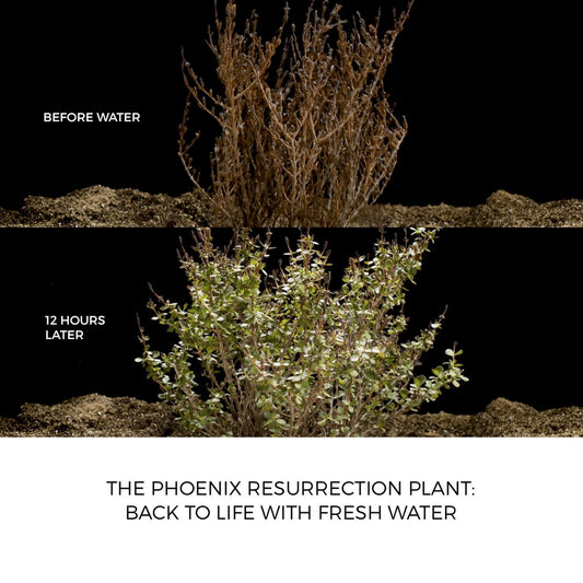 Armani Crema Nera Meta Anti-Aging Eye Treatment 5ml